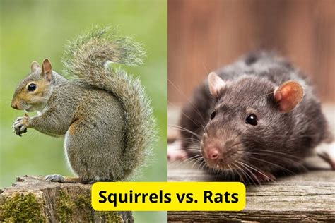 Blandford Forum Mice Rats & Squirrels.